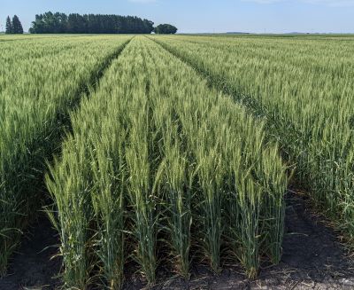 ND Stampede wheat